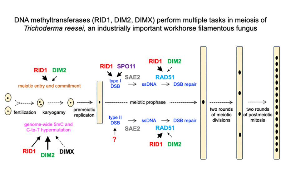 DNA Cytosine Methyltransferases Differentially Regulate Genome-wide Hypermutation and Interhomolog Recombination in Trichoderma Reesei Meiosis